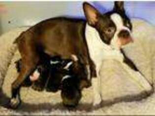 Boston Terrier Puppy for sale in Eau Claire, WI, USA