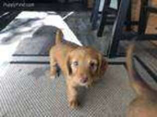 Dachshund Puppy for sale in Georgetown, CA, USA