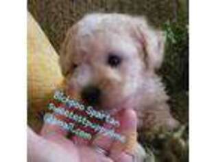 Bichon Frise Puppy for sale in Halifax, VA, USA