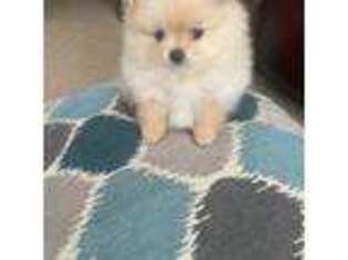 Pomeranian Puppy for sale in Waxahachie, TX, USA