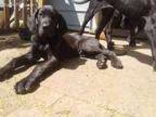 Great Dane Puppy for sale in Hartford, WI, USA