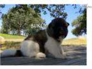 Akita Puppy for sale in Sacramento, CA, USA