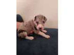 Great Dane Puppy for sale in Orange City, FL, USA