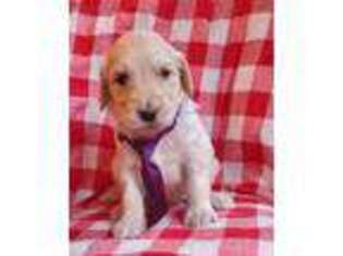 Goldendoodle Puppy for sale in Norwalk, OH, USA