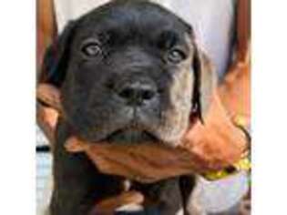 Cane Corso Puppy for sale in Montgomery, AL, USA