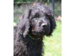 Labradoodle Puppy for sale in Guthrie, OK, USA
