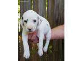 Dalmatian Puppy for sale in Nebo, NC, USA