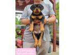 Rottweiler Puppy for sale in Baytown, TX, USA