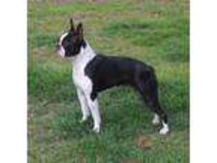 Boston Terrier Puppy for sale in Pasadena, MD, USA