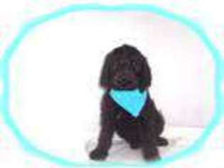 Labradoodle Puppy for sale in NASHUA, NH, USA