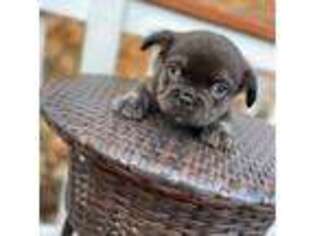 French Bulldog Puppy for sale in Leominster, MA, USA