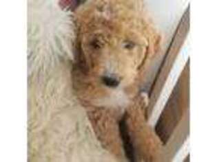 Goldendoodle Puppy for sale in Agoura Hills, CA, USA