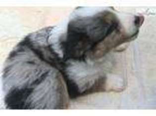 Miniature Australian Shepherd Puppy for sale in Lexington, KY, USA