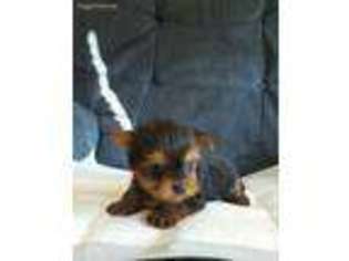 Yorkshire Terrier Puppy for sale in Burleson, TX, USA