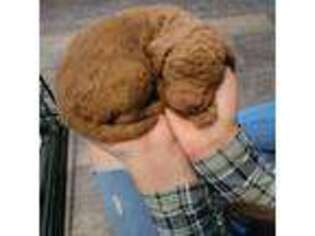 Goldendoodle Puppy for sale in Farmington, NM, USA