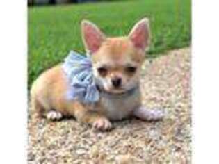 Chihuahua Puppy for sale in Gloucester, VA, USA