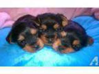 Yorkshire Terrier Puppy for sale in TALLAHASSEE, FL, USA
