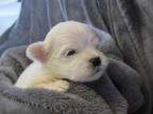 Mutt Puppy for sale in Callaway, VA, USA