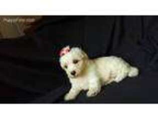 Bichon Frise Puppy for sale in Alexis, NC, USA