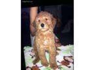 Goldendoodle Puppy for sale in Clinton, TN, USA