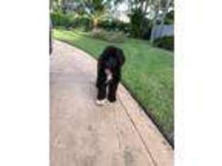 Portuguese Water Dog Puppy for sale in Hollywood, FL, USA