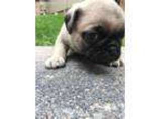 Pug Puppy for sale in Westminster, CO, USA