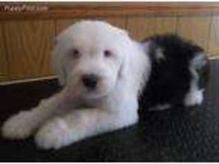 Old English Sheepdog Puppy for sale in Prairie Home, MO, USA