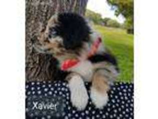 Miniature Australian Shepherd Puppy for sale in Mansfield, TX, USA