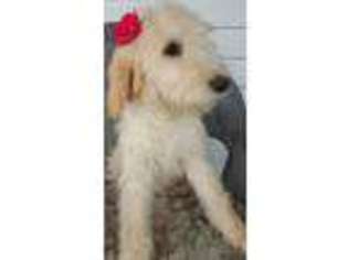 Goldendoodle Puppy for sale in Bethany, MO, USA