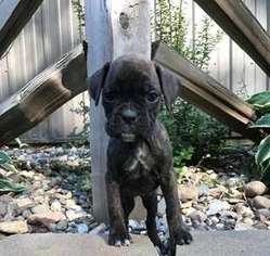 Boxer Puppy for sale in Browerville, MN, USA