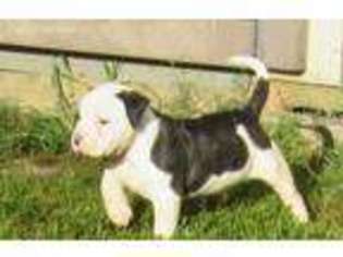 American Bulldog Puppy for sale in Magee, MS, USA
