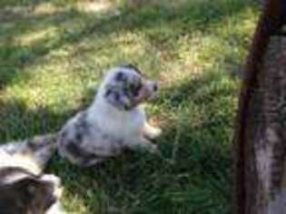 Australian Shepherd Puppy for sale in Alamogordo, NM, USA