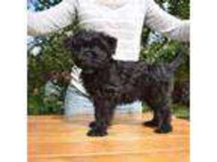 Affenpinscher Puppy for sale in Mount Pleasant, MI, USA