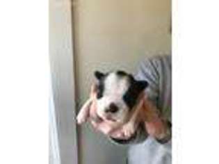 Boston Terrier Puppy for sale in Sunman, IN, USA
