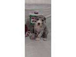 Great Dane Puppy for sale in Iuka, IL, USA