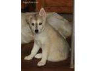 Alaskan Klee Kai Puppy for sale in Bandon, OR, USA