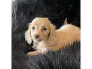 Dachshund Puppy for sale in Hugo, OK, USA