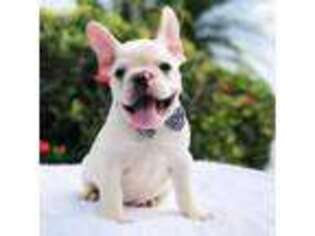 French Bulldog Puppy for sale in Pembroke Pines, FL, USA