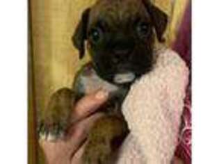 Boxer Puppy for sale in Elyria, OH, USA