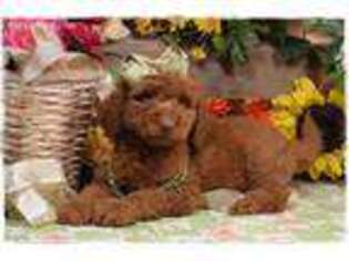 Goldendoodle Puppy for sale in Wright City, MO, USA