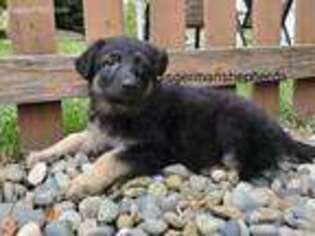 German Shepherd Dog Puppy for sale in Pullman, WA, USA