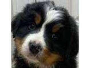 Bernese Mountain Dog Puppy for sale in Malta, ID, USA