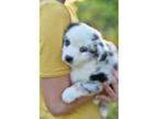 Miniature Australian Shepherd Puppy for sale in Jay, FL, USA