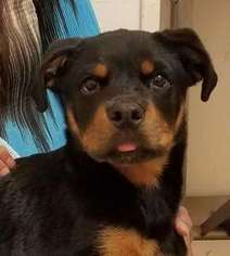 Rottweiler Puppy for sale in CARSON, CA, USA