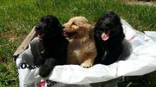 Goldendoodle Puppy for sale in Bridgewater, MA, USA