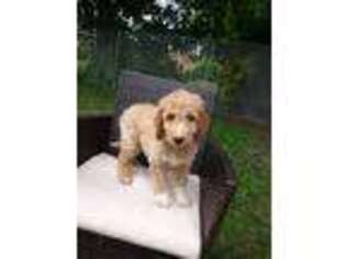 Goldendoodle Puppy for sale in Binghamton, NY, USA