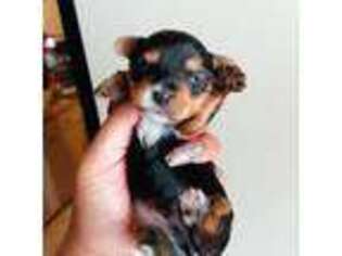 Yorkshire Terrier Puppy for sale in Monroe, LA, USA