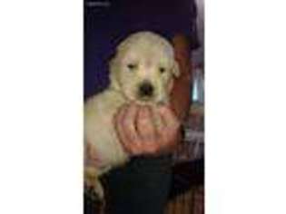 Golden Retriever Puppy for sale in Sylvester, GA, USA