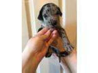 Great Dane Puppy for sale in Springdale, AR, USA