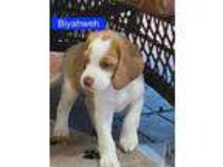 Beagle Puppy for sale in Hillsboro, OR, USA